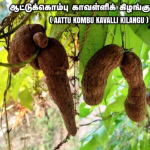 Aattu kombu kavalli kilangu plant ( Dioscorea sp.