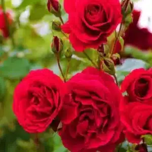 Best fertilizer for flowering plants