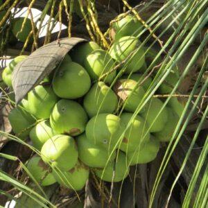 coconut tree fertilizer