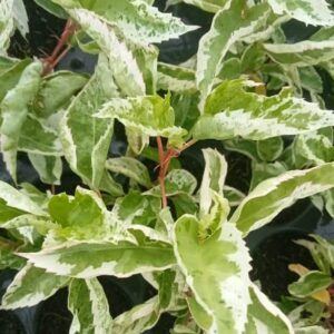 Snow Queen hibiscus variegated plant