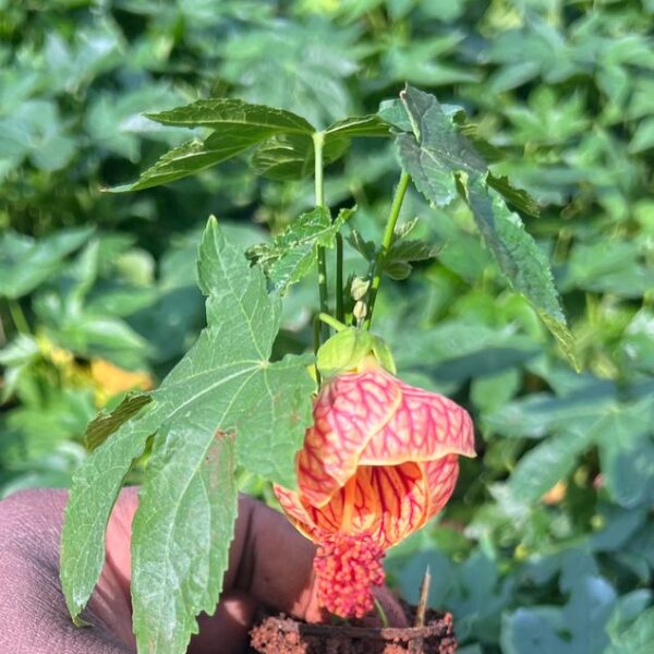 Lantern hibiscus 'Tiger' flower plant