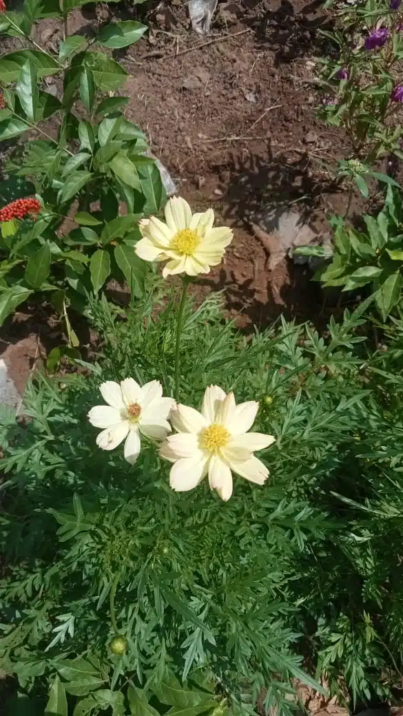 Most Beautiful Cosmos bipinnatus : Cream colour cosmos seeds