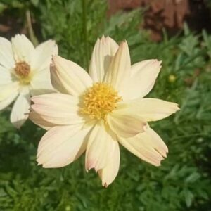 Cosmos bipinnatus