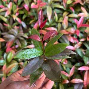 Black christina plant- Syzygium campanulatum