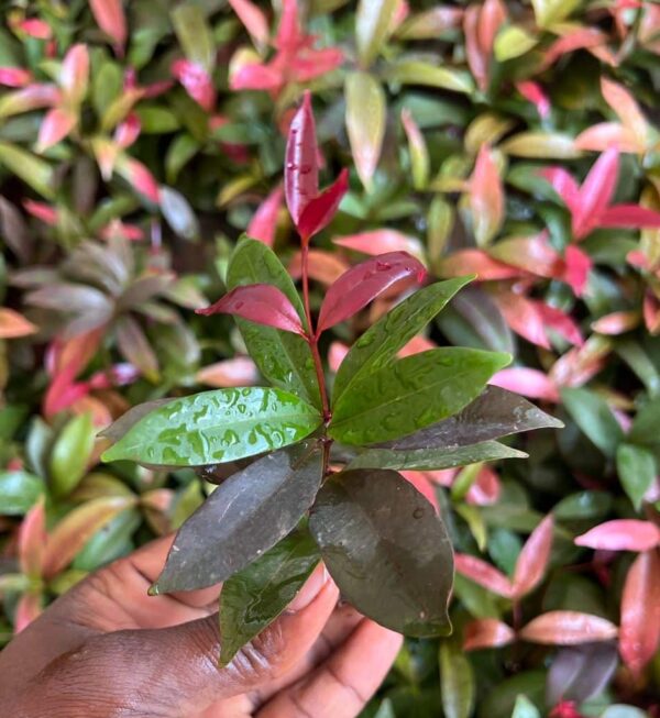Black christina plant- Syzygium campanulatum