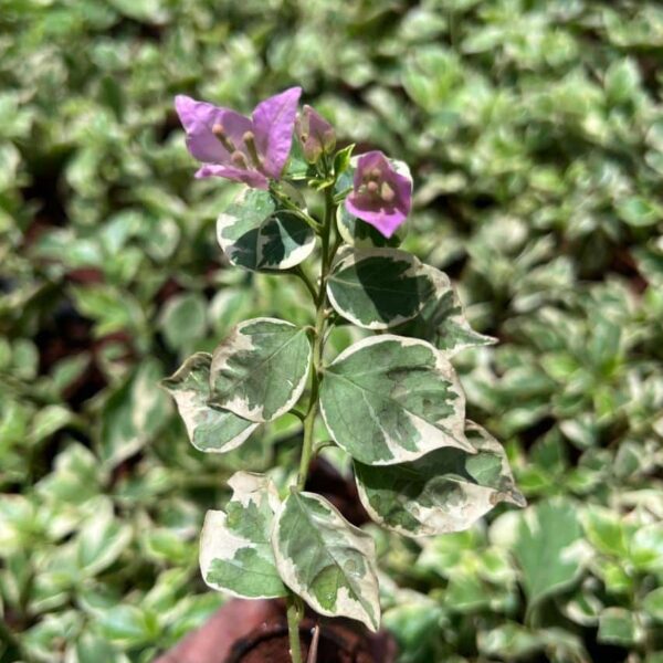 Bougainvillea variegated violet plant