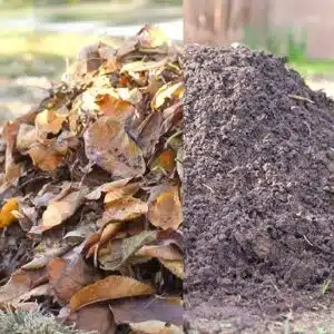Leaf Compost