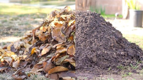 Leaf Compost