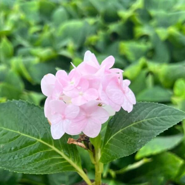Hydrangea macrophylla