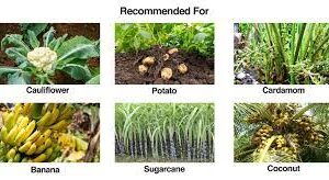 Trichoderma fungi​
