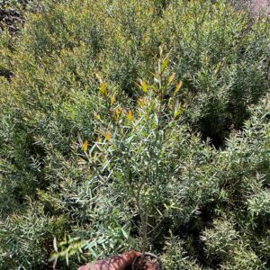 Melaleuca alternifolia - Tea tree plant