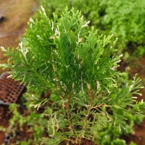 Variegated thuja plant