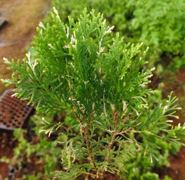 Variegated thuja plant