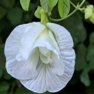 Aparajita white multipetal flower seeds