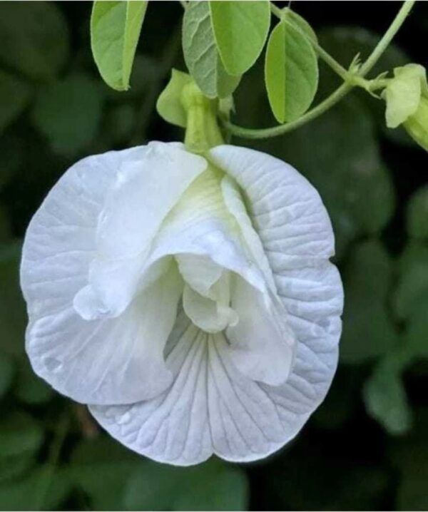 Aparajita white multipetal flower seeds