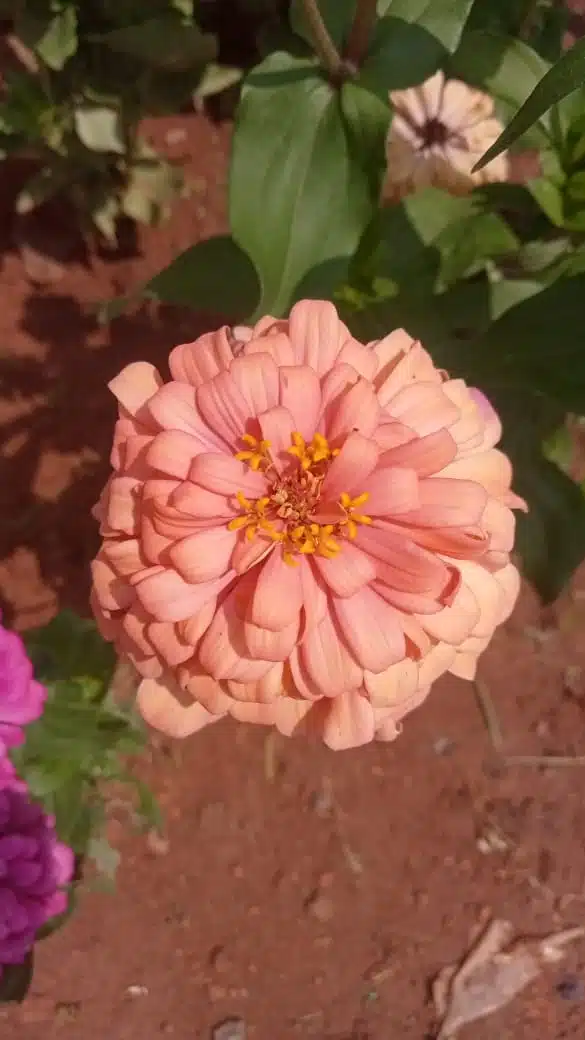 Attractive Zinnia flower multipetal seeds - peach colored flowers