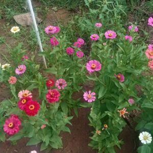 zinnia seeds