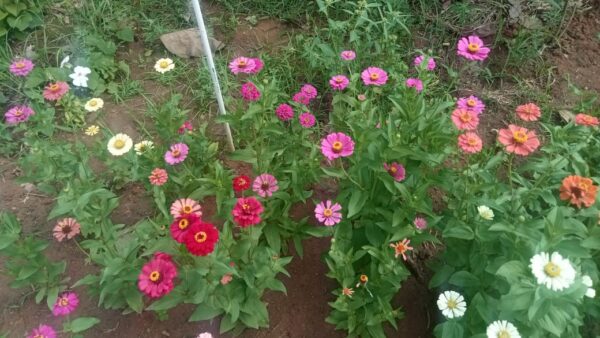 zinnia seeds
