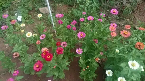 zinnia seeds