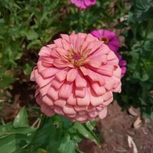 Zinnia flower peach multipetal seeds