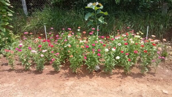 zinnia mixed seeds