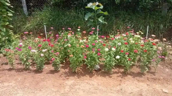 zinnia mixed seeds