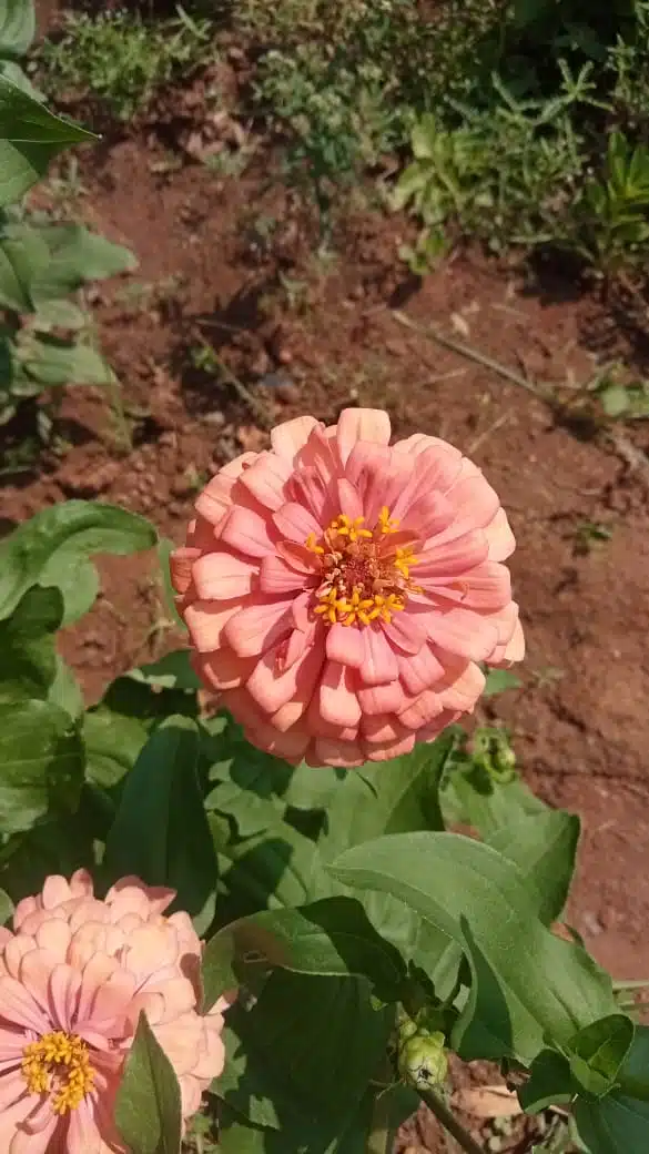 Attractive Zinnia flower multipetal seeds - peach colored flowers