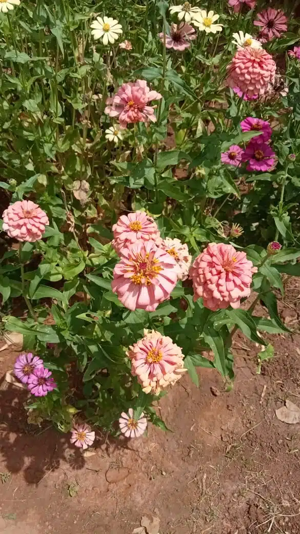 Attractive Zinnia flower multipetal seeds - peach colored flowers