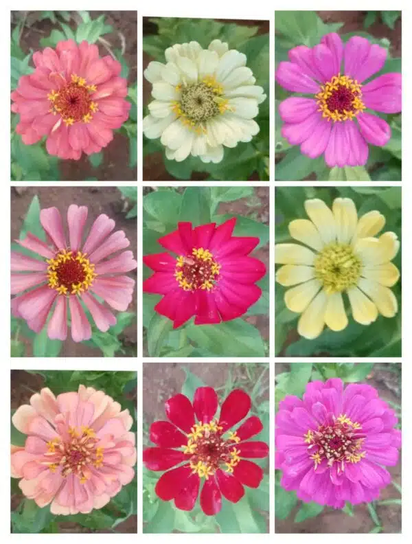 zinnia mixed seeds