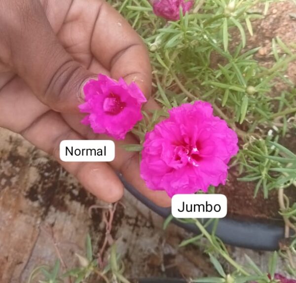 Portulaca jumbo dark pink cuttings (2 cutings)