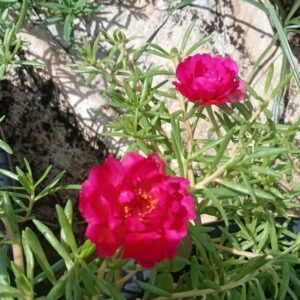 Portulaca 9'o clock dak pink plant